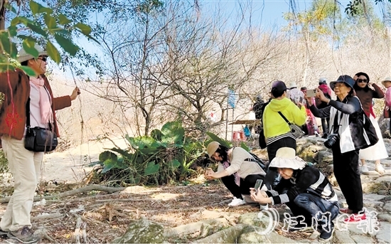游客在欖坑梅花谷賞梅、拍照。