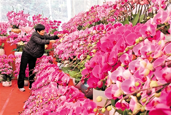 蘭花是年花市場的寵兒，深受市民喜愛。