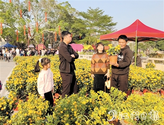 寓意“大吉大利”的傳統(tǒng)年桔吸引了不少市民、游客前來選購。