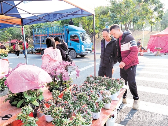 市民在鶴山迎春花市挑選年花。
