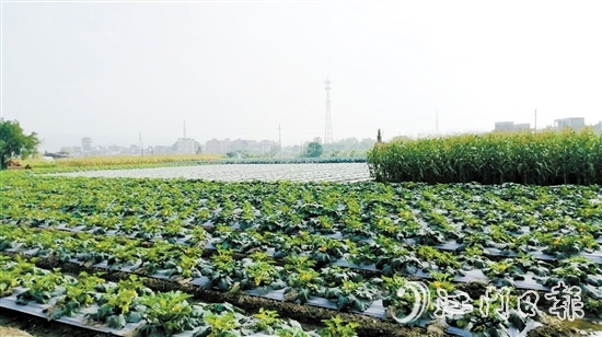 長沙街道愛民村統(tǒng)一流轉(zhuǎn)耕地、魚塘，盤活集體“家底”。