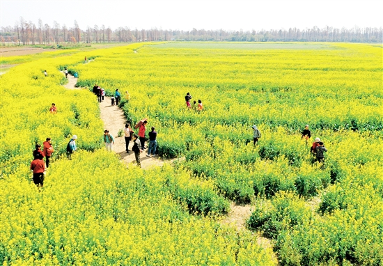 江海區(qū)都市農(nóng)業(yè)生態(tài)園油菜花盛開，吸引不少市民前往游玩。
