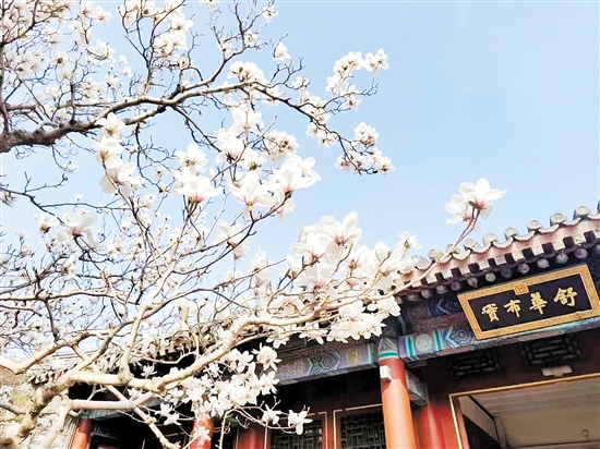 春天，北京頤和園的白玉蘭盛放，尋芳賞春正當(dāng)時。