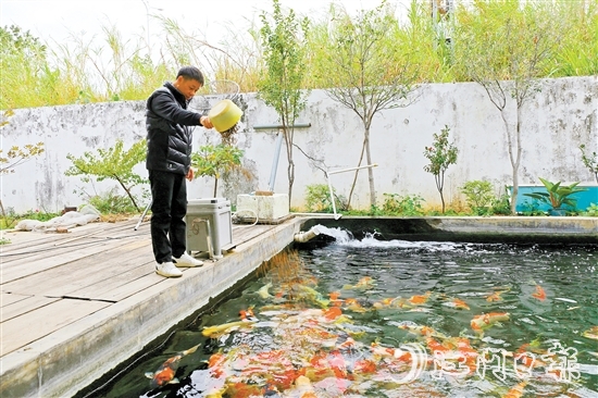 在新港錦鯉養(yǎng)殖場，場主劉耀新將餌料一撒而下，塘中色彩艷麗的錦鯉蜂擁而至，爭搶食物。