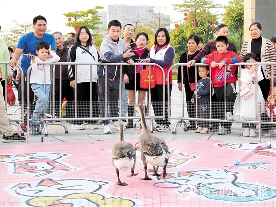 市民通過套圈的形式“抱得大鵝歸”。