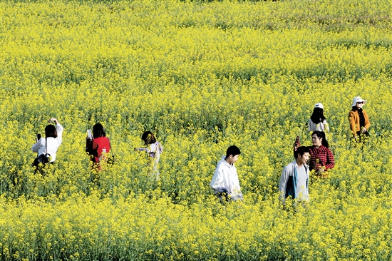 都市農(nóng)業(yè)生態(tài)園一年四季都游人如織。