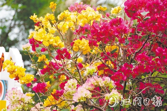 東湖公園種植了多個(gè)簕杜鵑品種。