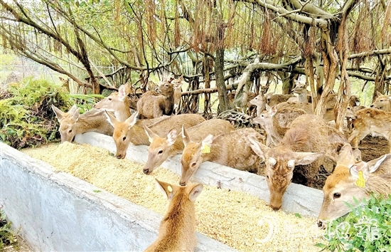位于雅瑤鎮(zhèn)的棱壩梅花鹿生態(tài)農(nóng)場(chǎng)內(nèi)，百鹿呦鳴。