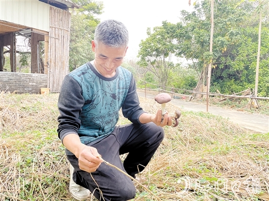勞浩山介紹赤松茸時(shí)滔滔不絕。