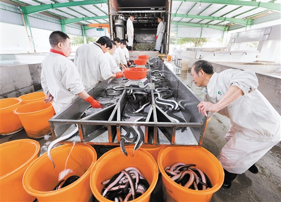 臺山市鰻魚產(chǎn)業(yè)園構(gòu)建了飼料生產(chǎn)、鰻魚養(yǎng)殖、烤鰻加工和鰻魚出口“一條龍”式的鰻魚產(chǎn)業(yè)鏈，活鰻年產(chǎn)量約50502噸。