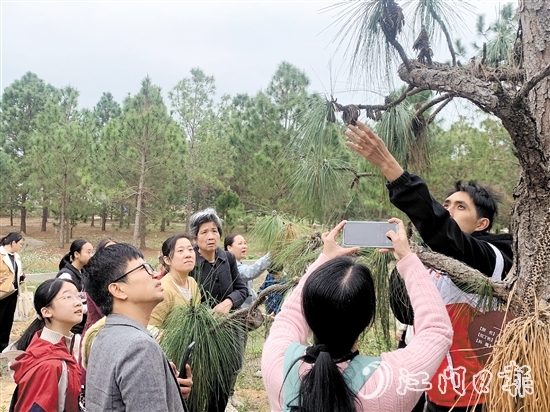 志愿者向大家講解松樹(shù)的生長(zhǎng)特性和授粉過(guò)程。