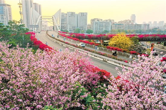 蓬江區(qū)東華大橋周圍鮮花競(jìng)相開(kāi)放。郭永樂(lè)