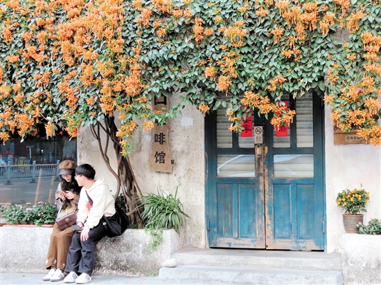 開(kāi)平市三埠街道港口路的炮仗花開(kāi)得絢爛熱烈。李淑珩