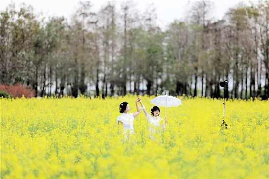 江海區(qū)都市農(nóng)業(yè)生態(tài)公園的油菜花?如金色的海洋。
