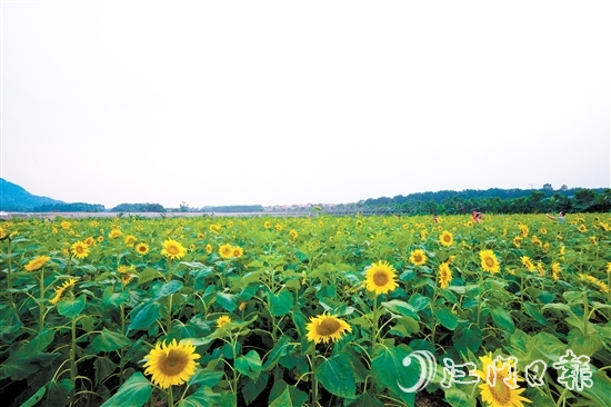 江門市醉鄉(xiāng)里生態(tài)農(nóng)場(chǎng)位于南蘆村，向日葵盛開時(shí)會(huì)吸引眾多市民游客前來(lái)拍照打卡。