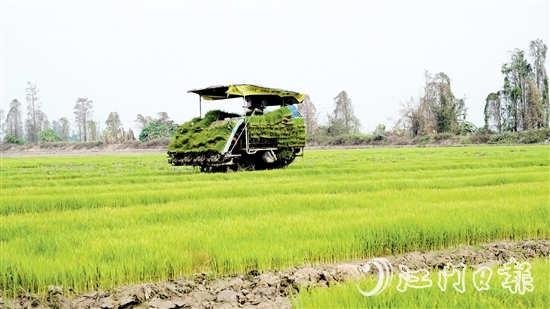 插秧機(jī)在農(nóng)田來(lái)回穿梭，運(yùn)送秧苗。