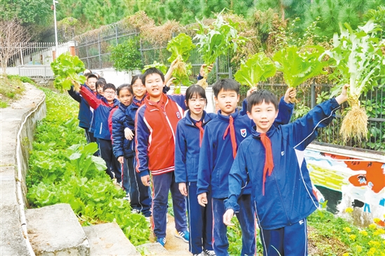在鶴山市碧桂園學(xué)?！疤依顖@”勞動實踐基地，學(xué)生們采摘自己種下的勞動成果，感受勞動的樂趣與收獲的喜悅。