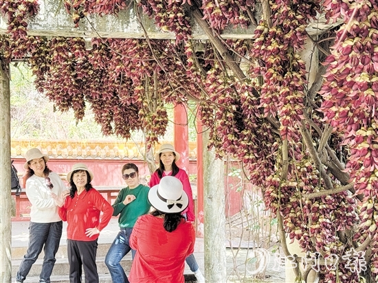 禾雀花在公坑寺盛放，吸引了眾多市民游客前來(lái)打卡。