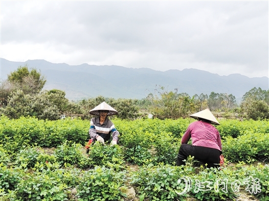 恩平種植簕菜由來(lái)已久。