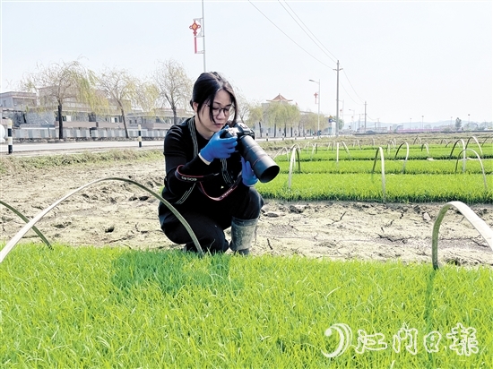 尹曉婷到田里查看秧苗成長情況。