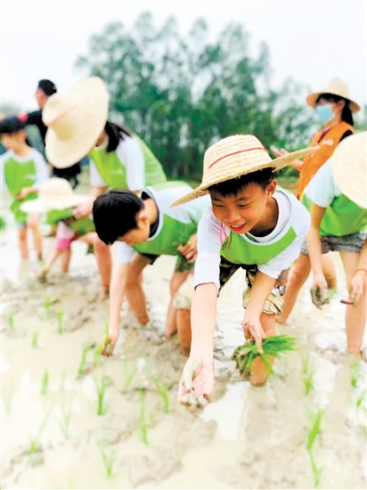 青蘋果營員在農(nóng)地里學習插秧。
