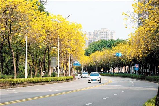 黃花風鈴木盛放，成為江門一道美麗風景。