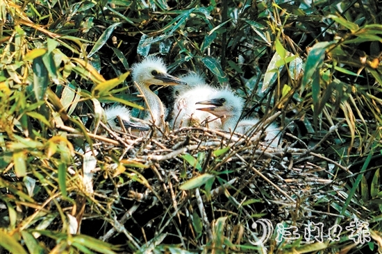 鷺鳥寶寶出殼，十分可愛。