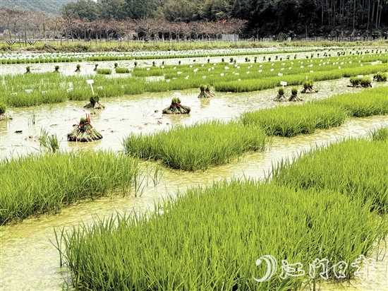 在陽光的照耀下，育苗水田上的稻苗煥發(fā)出勃勃生機(jī)。