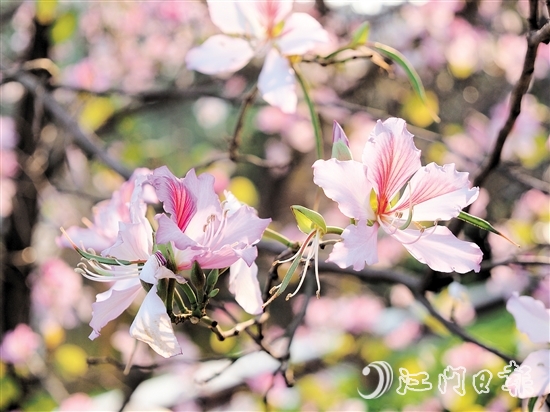 在沙坪河南岸濕地公園，宮粉紫荊燦爛綻放。