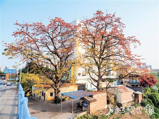 沙坪街道谷埠橋頭挺立著兩株高大的木棉花，花朵落下，為房屋和街道染上一片“英雄色”。