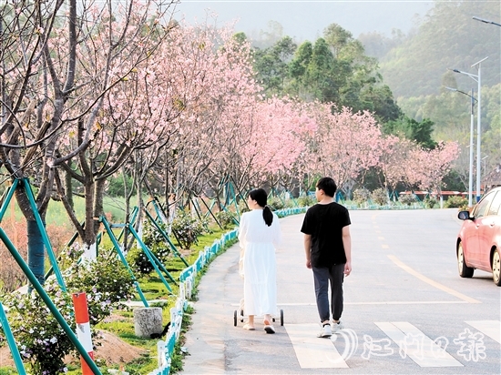 鶴城鎮(zhèn)城西村忠心崗櫻花大道迎來了櫻花盛開的時節(jié)，游客們在櫻花香中漫步。