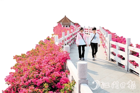 走進沙坪街道北湖公園，在九曲橋兩側(cè)，怒放的三角梅形成一條“水上花廊”。