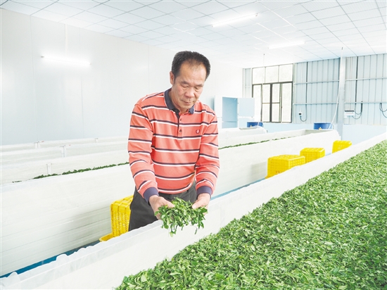 在鶴山市宅梧康茗種養(yǎng)專業(yè)合作社的標準化茶葉加工車間里，余國強在萎凋間翻動茶青。