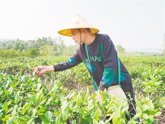 莫華振在茶園里采摘春茶，經(jīng)過數(shù)年培育，今年茶園迎來豐收。