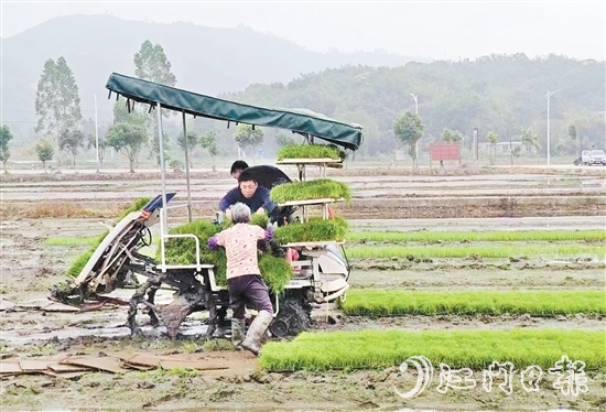 試驗基地在開展鹽堿地改造、耐鹽堿水稻試驗的同時，帶動周邊農(nóng)戶參與，讓村民實現(xiàn)“家門口”就業(yè)。