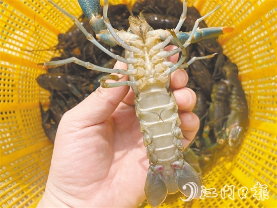 澳洲藍(lán)龍蝦品質(zhì)優(yōu)、價(jià)格高。