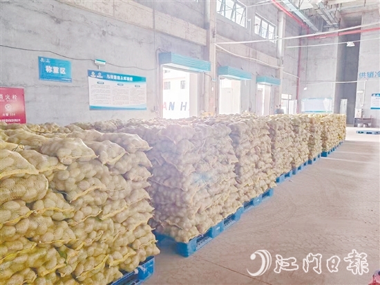 得益于廣東供銷（恩平）天業(yè)冷鏈物流產(chǎn)業(yè)園，已收獲的馬鈴薯得到較好的存放，還可以根據(jù)市場(chǎng)變化錯(cuò)峰出售，爭(zhēng)取更好的價(jià)格。