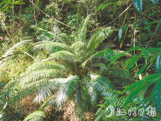 七星坑保護(hù)區(qū)內(nèi)首次發(fā)現(xiàn)國家一級保護(hù)植物——仙湖蘇鐵。