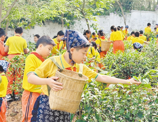 學(xué)生們手持竹簍，穿梭于翠綠茶壟間，嚴(yán)格按照“一芽一葉”的標(biāo)準(zhǔn)采摘茶青。