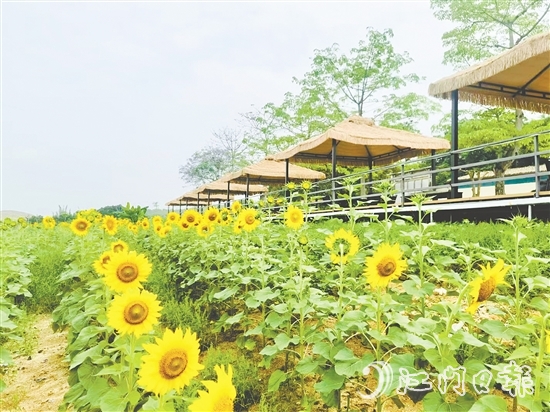行走在西坑村，綠樹成蔭、鮮花盛開、空氣清新，一幅生態(tài)宜居的美麗鄉(xiāng)村畫卷徐徐展開。