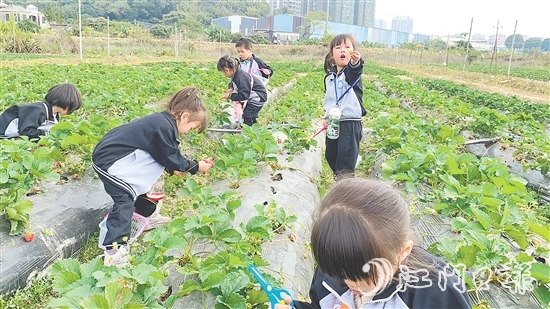 每逢周末，不少孩子來到臺(tái)城街道桂水村的小鮮農(nóng)場體驗(yàn)采摘果蔬的樂趣。