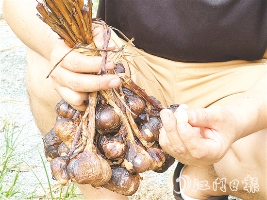 金山火蒜。