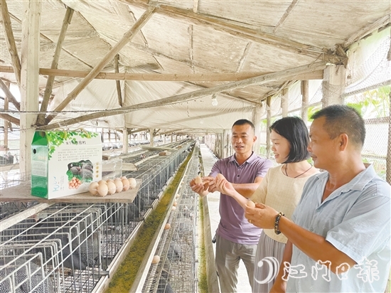 馮匯琪（中）走進珍珠雞養(yǎng)殖場，為弓田村土特產“帶貨”。