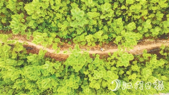 選手們騎行在山林間，和恩平美麗自然風(fēng)光融為一體。