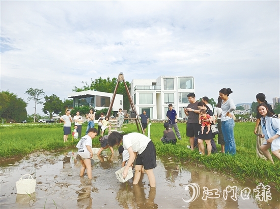 近段時(shí)間，不少外地游客專門到恩平市簕菜文化創(chuàng)意園參與農(nóng)耕活動(dòng)。