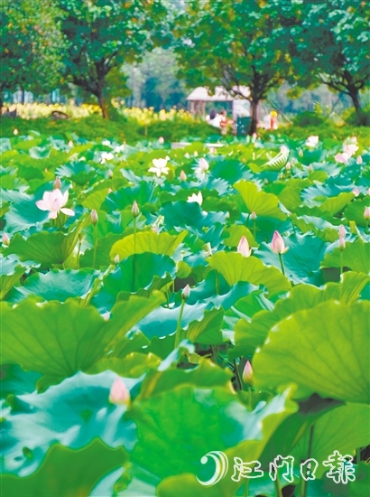 江海都市農(nóng)業(yè)生態(tài)園荷花悄然綻放，預(yù)計(jì)端午前后進(jìn)入盛花期。龔靜