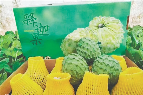 昆中村聚力發(fā)展釋迦果種植，走出“甜蜜致富路”。