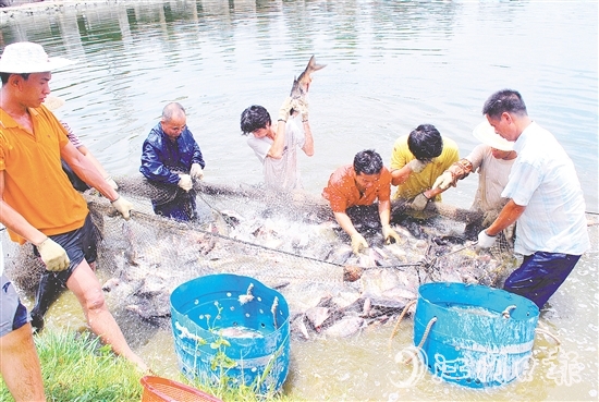 好山出好水、好水養(yǎng)好魚，恩平水資源豐富，水質(zhì)優(yōu)良，適合發(fā)展水產(chǎn)養(yǎng)殖。