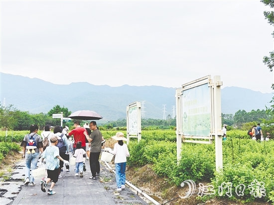 恩平市簕菜文化創(chuàng)意園打造集文旅、飲食、研學、農耕等于一體的旅游綜合體。