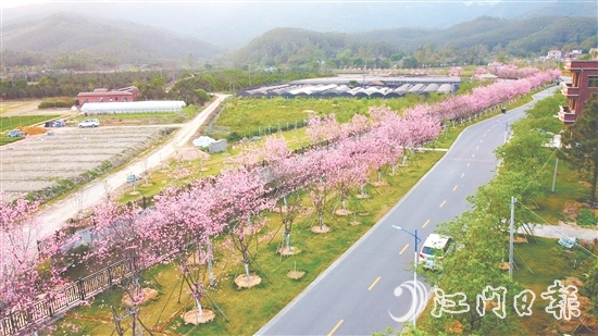 鶴山市堅(jiān)持全市“一盤棋”推進(jìn)鄉(xiāng)村綠化工作。圖為鶴城鎮(zhèn)城西村櫻花大道。
